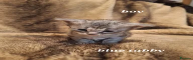 Maine Coon 5