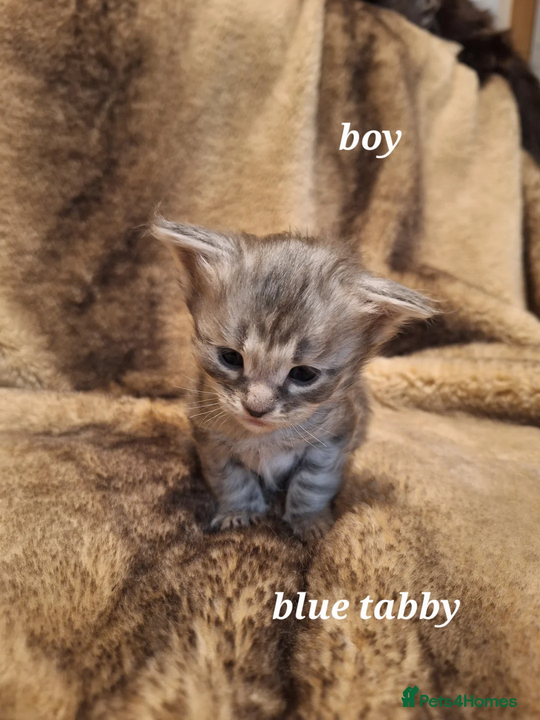 Maine Coon cats for sale: Beautiful maine coons in Walsall - Advert 2