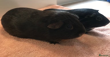Guinea Pig rodents - Advert 13