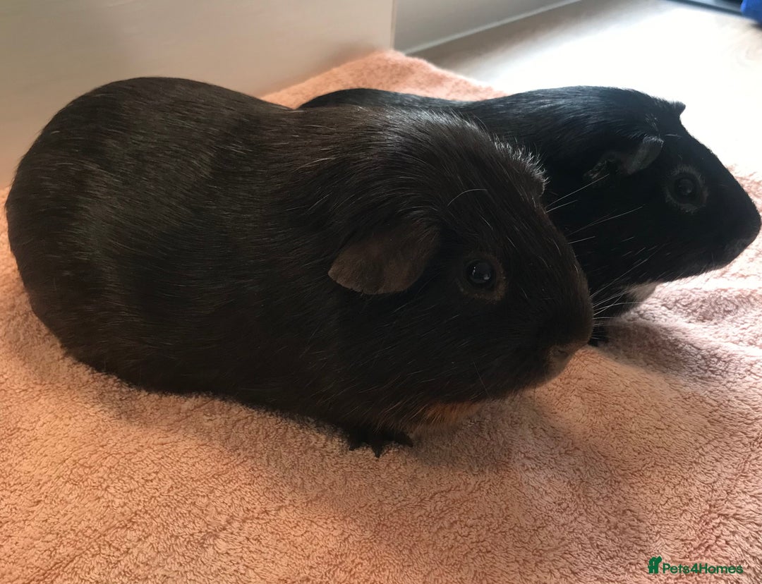 Guinea Pig rodents for sale: Two Pairs of Boar Foxe’s - Image 2