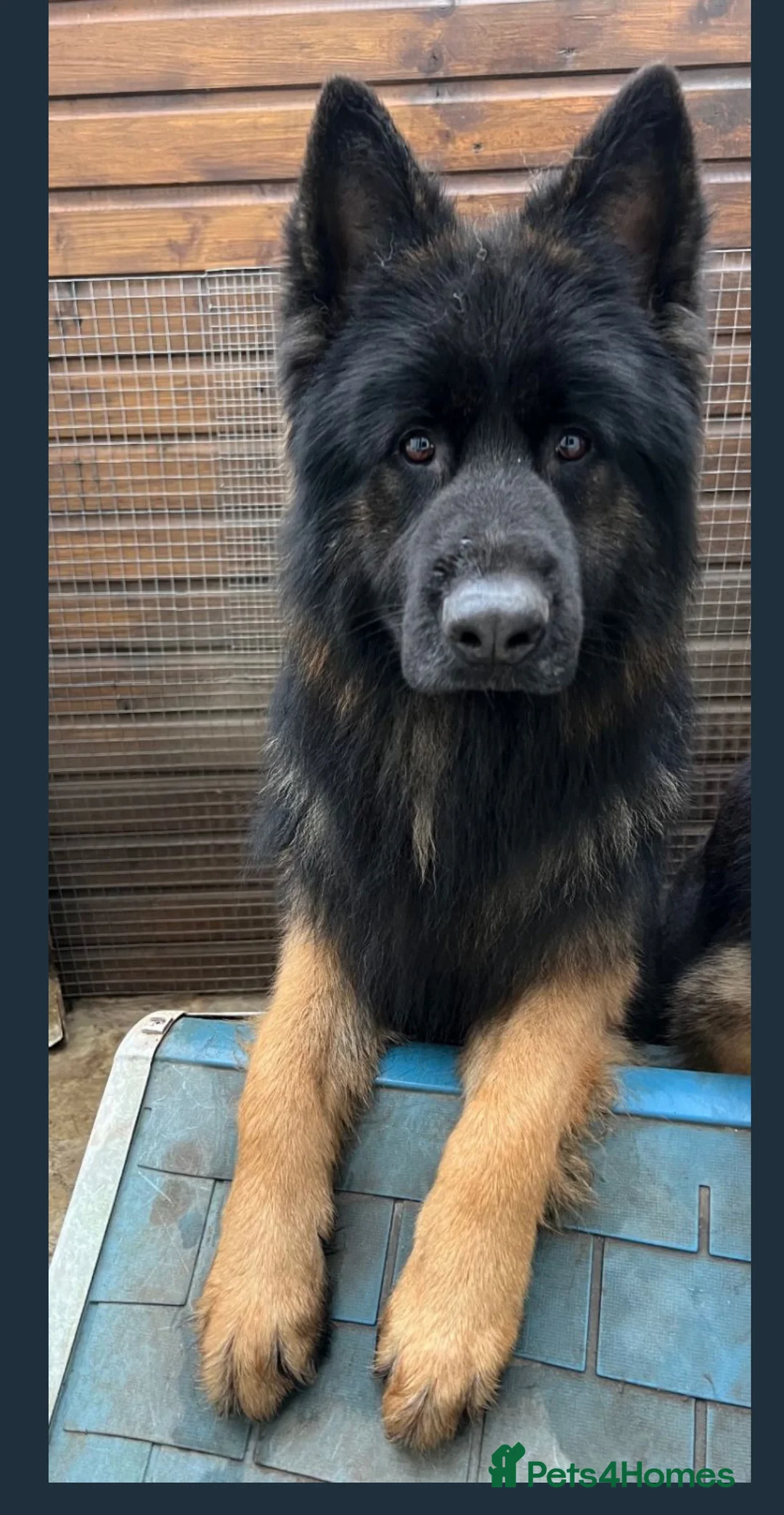 German Shepherd dogs for sale: German Shepherd puppies  - Advert 4