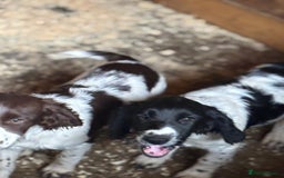 Sprocker dogs for sale: Cocker  - Image 9