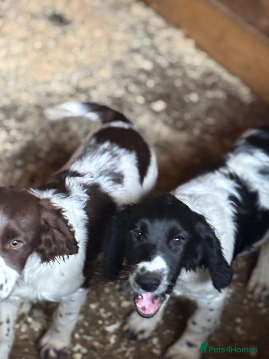 Sprocker dogs for sale: Cocker  - Image 9