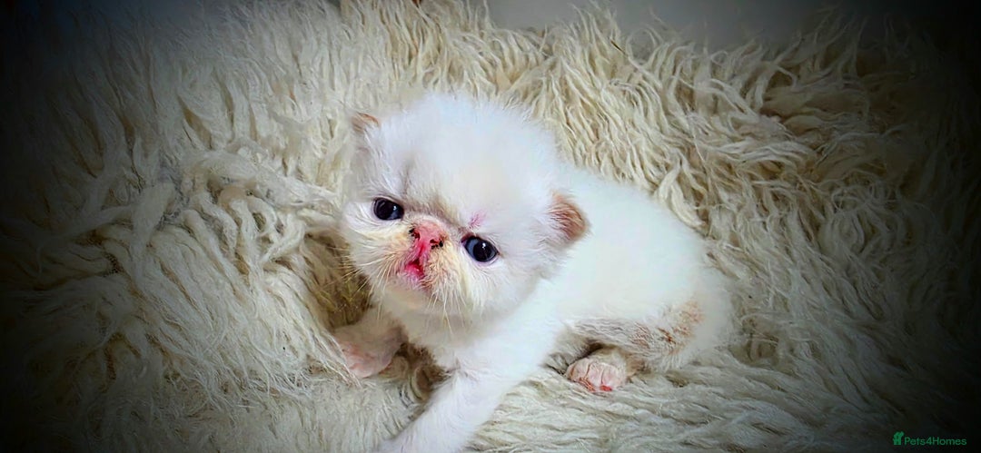 Persian cats for sale: Beautiful and Rare Purebred Persian Kittens - Image 15