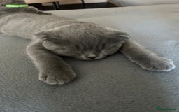 Scottish Fold cats for sale: Scottish fold - Image 6