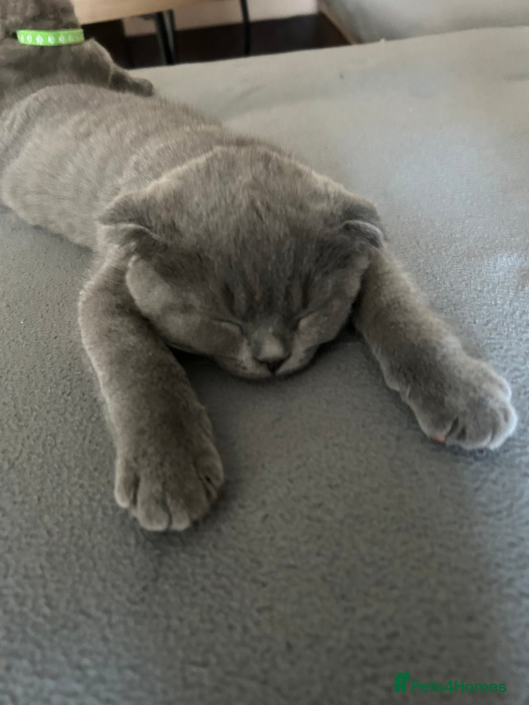 Scottish Fold cats for sale: Scottish fold - Image 6