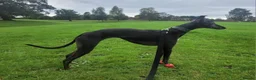 Whippet dogs for sale: KC Registered Male Whippet Puppies  - Advert 11