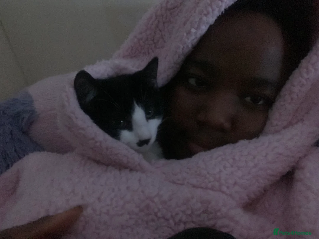 Mixed Breed cats for sale: Cute cat  - Advert 2