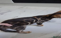 Bengal cats for sale: Brown Clouded Top Quality Bengals - Image 4
