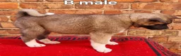 Akita dogs for sale: Akita pups ready  - Advert 4