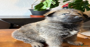 German Shepherd dogs - Advert 6