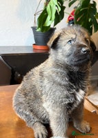 German Shepherd dogs - Advert 13