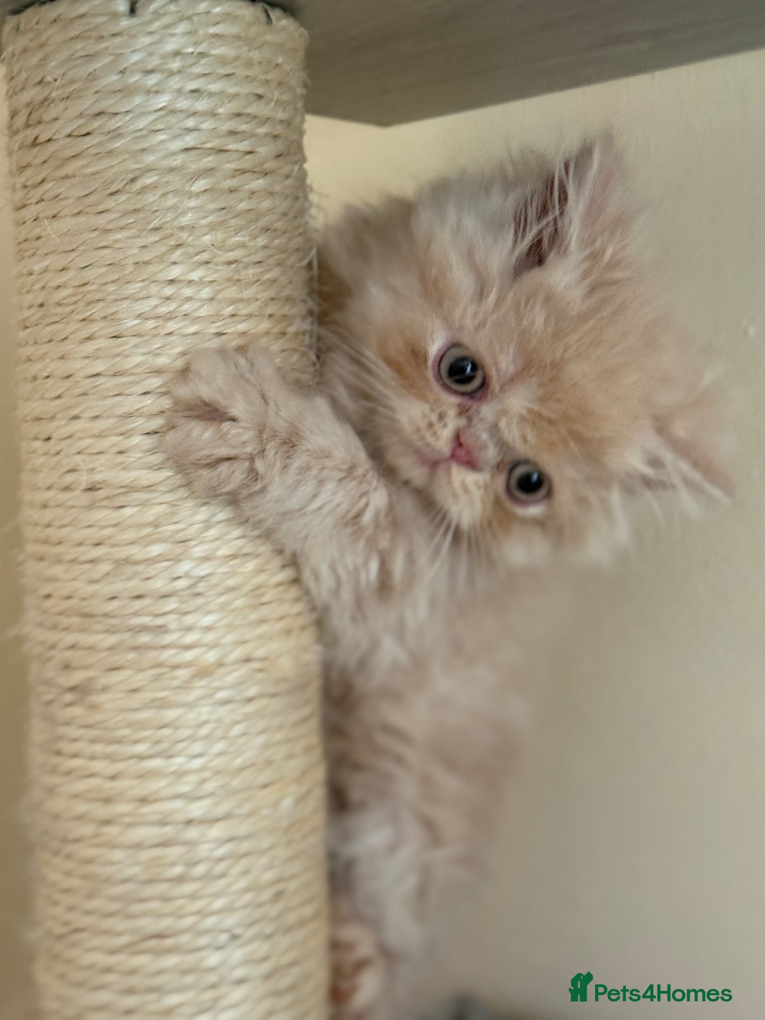 Persian cats GCCF registered cream Persians 💙 - Advert 1