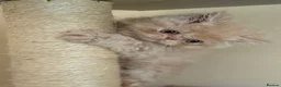 Persian cats for sale: GCCF registered cream Persians 💙 - Advert 2