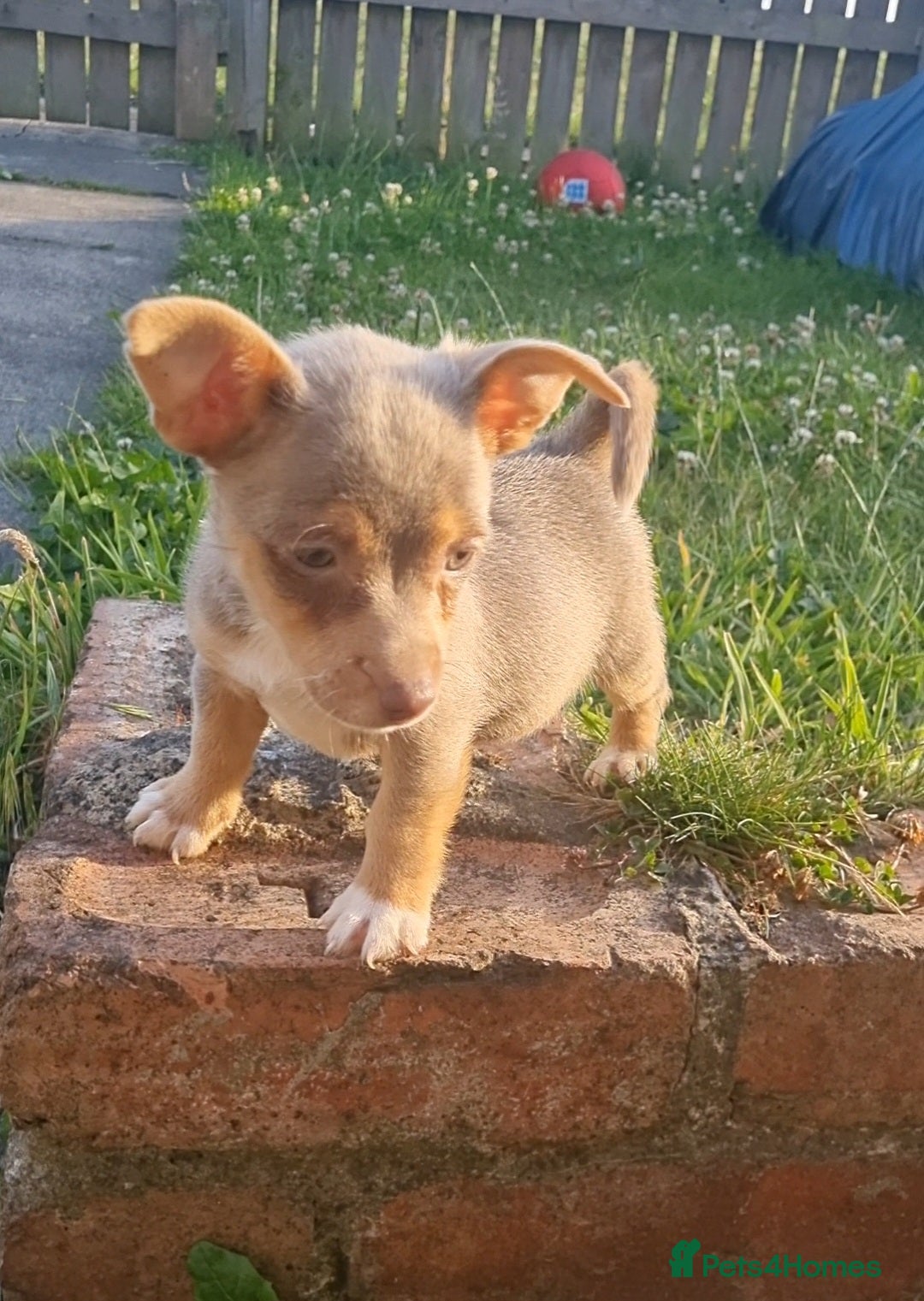 Jack Russell dogs for sale: Miniature jack Russell's READY NOW  - Image 8