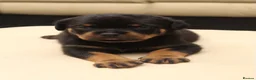 Rottweiler dogs for sale: Exceptional KC Pedigree Rottweilers - Advert 7