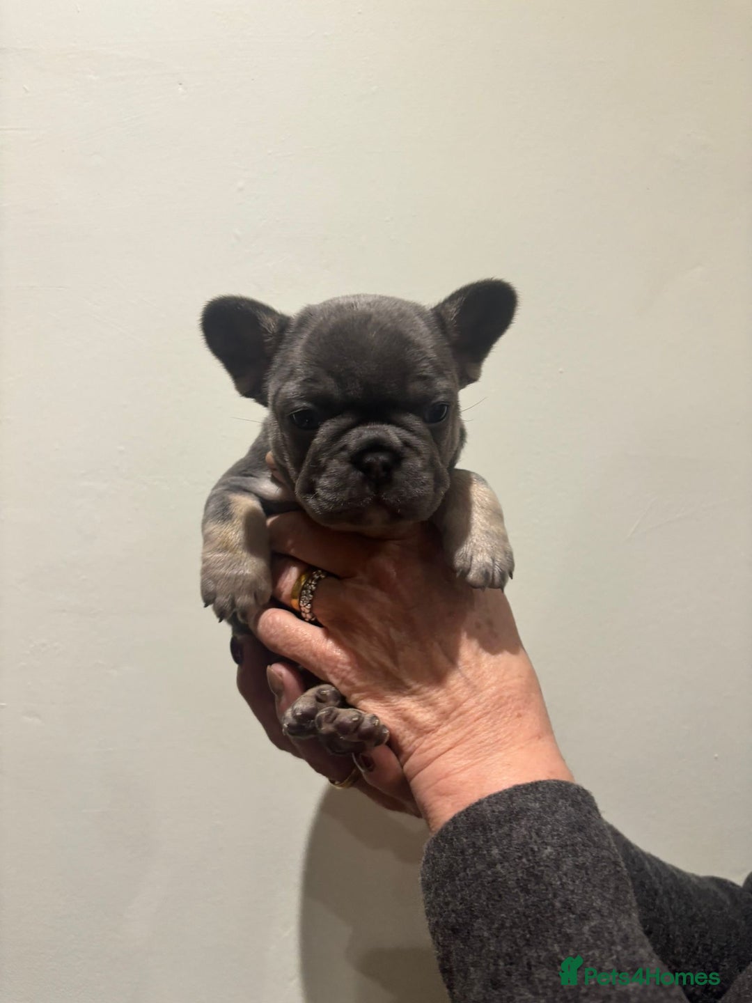 French Bulldog dogs for sale: french bulldog puppies - Advert 8