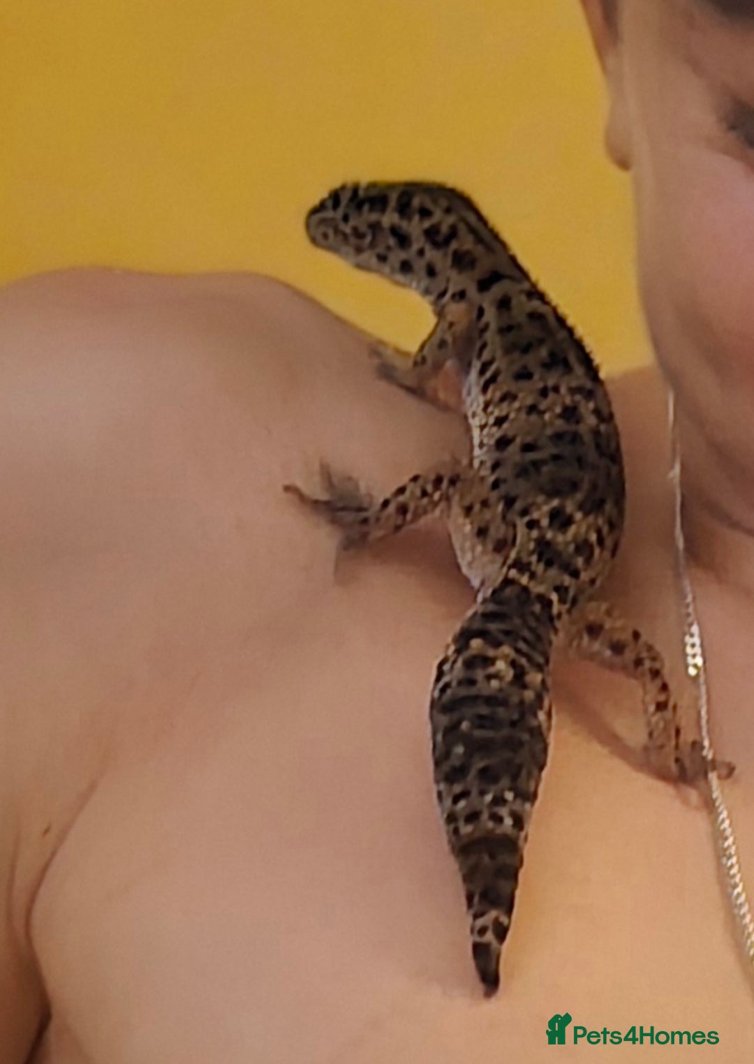 Leopard Gecko reptiles for sale: 7 months old Female leopard gecko  - Advert 17