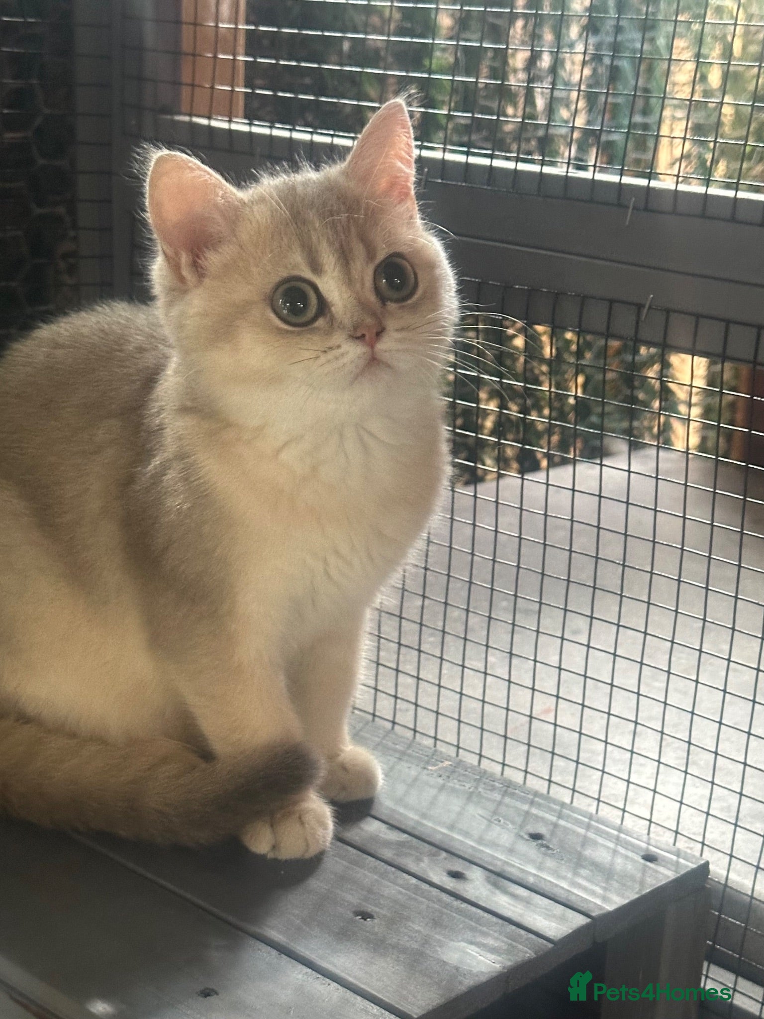 British Shorthair cats Last gorgeous girl left 😻 reduced price. - Advert 2
