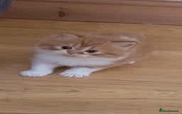 Persian cats for sale: 5 Gorgeous Persian Kittens up for sale! - Image 10