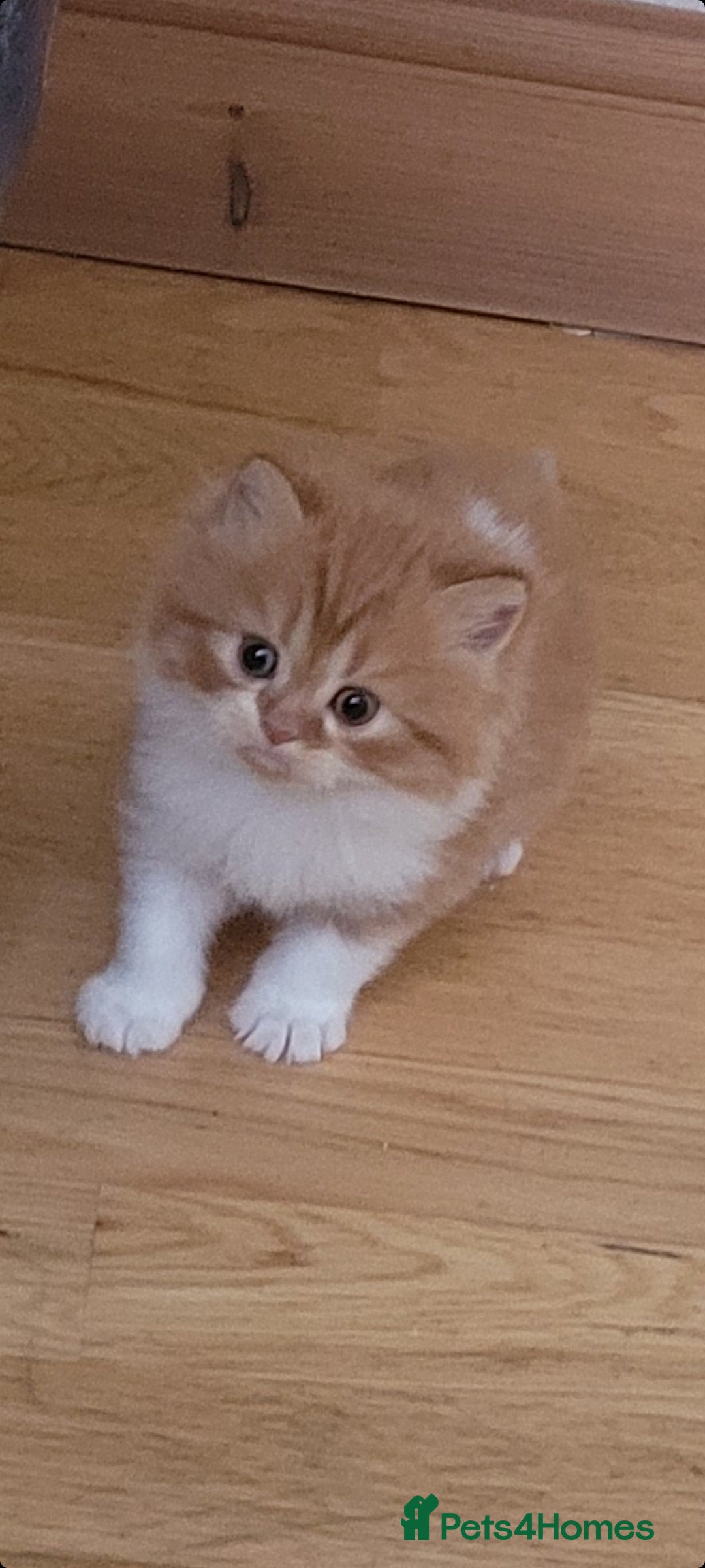 Persian cats for sale: 5 Gorgeous Persian Kittens up for sale! - Image 10