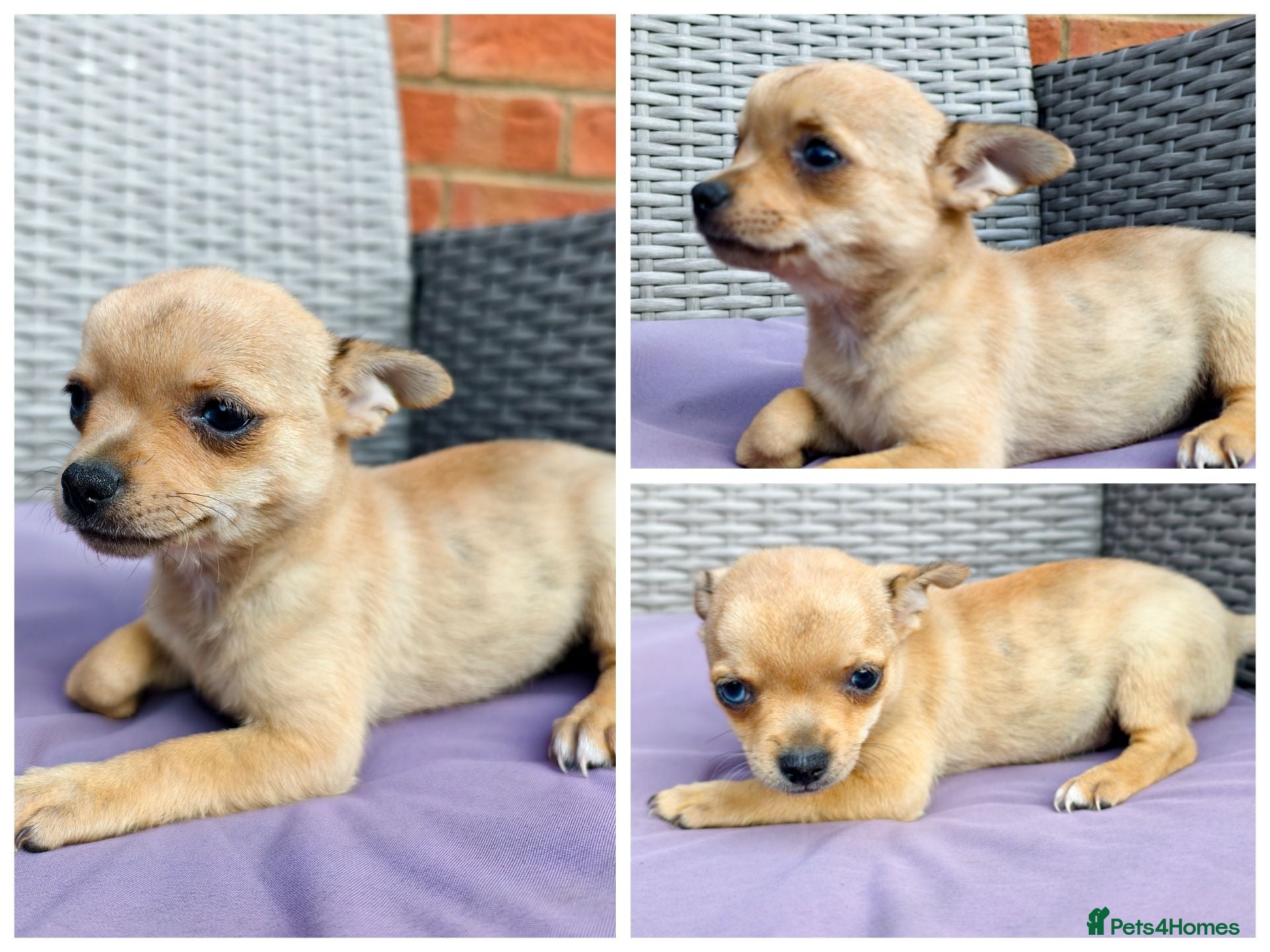Chihuahua dogs Chihuahuas *Stunning Litter* LAST ONE Tiny - Advert 18