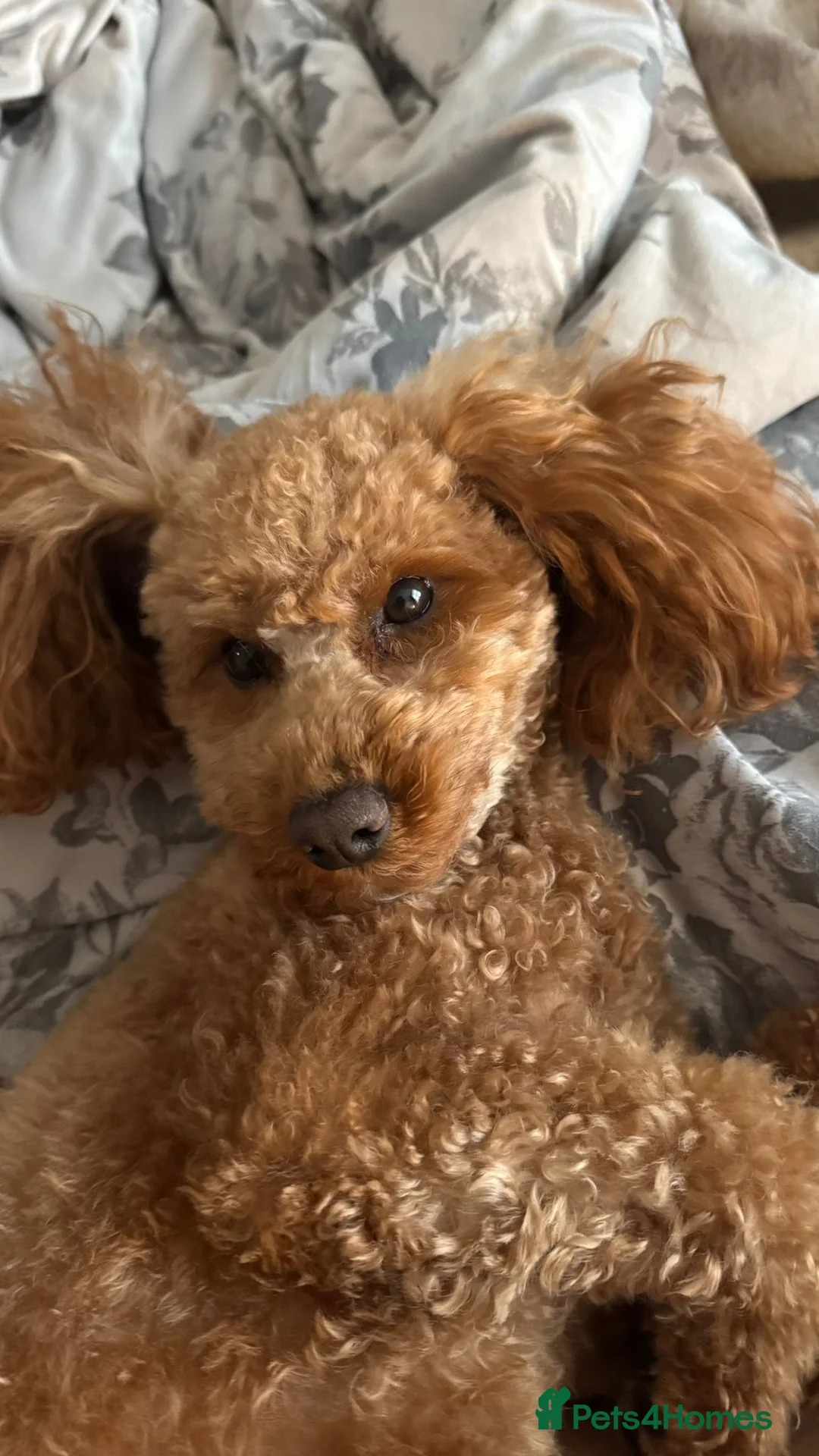 Toy Poodle dogs for stud: Kc registered Five Generation Enhanced Pedigree  - Advert 7