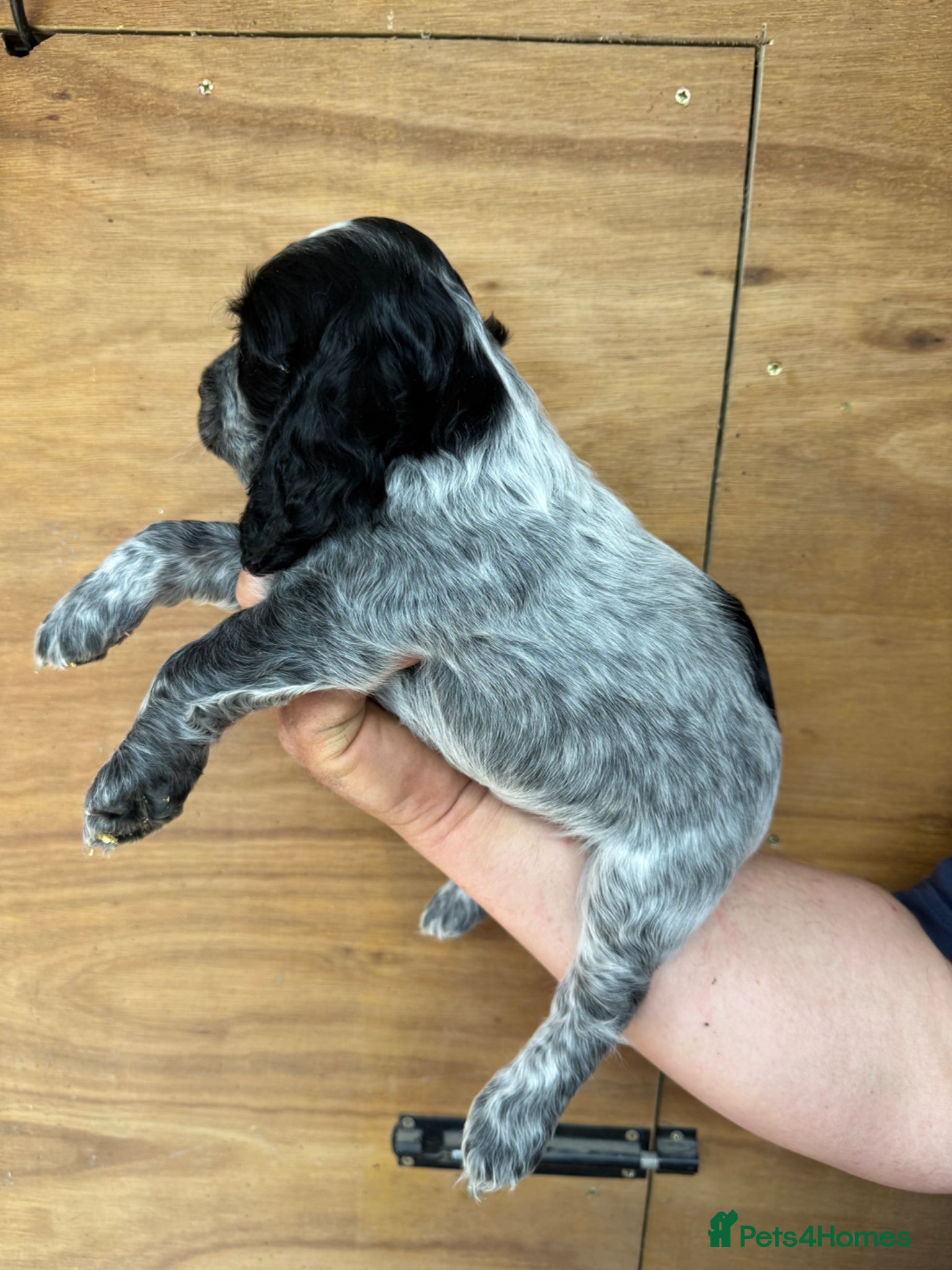 Cocker Spaniel dogs for sale: 5 Gorgeous Chunky Show Type Cocker Spaniels  - Advert 3
