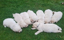 Golden Retriever dogs for sale: Cream Golden Retriever Puppies –Family Raised  - Image 4