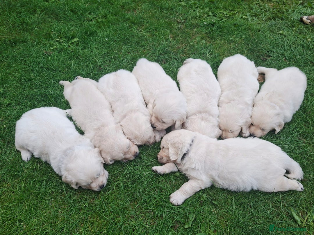 Golden Retriever dogs for sale: Cream Golden Retriever Puppies –Family Raised  - Image 4