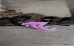 Maine Coon cats for sale: 2 Maine coon x tabby kittens  - Image 11