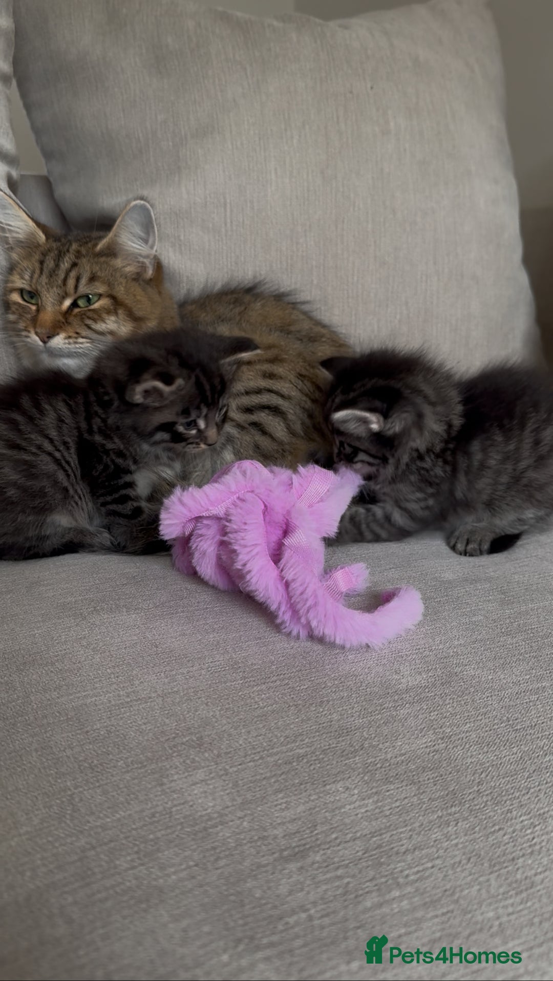 Maine Coon cats for sale: 2 Maine coon x tabby kittens  - Image 11