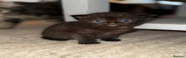 Ragdoll 1