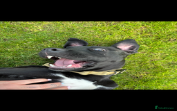 Mixed Breed dogs for sale: Beautiful rocco - Image 2