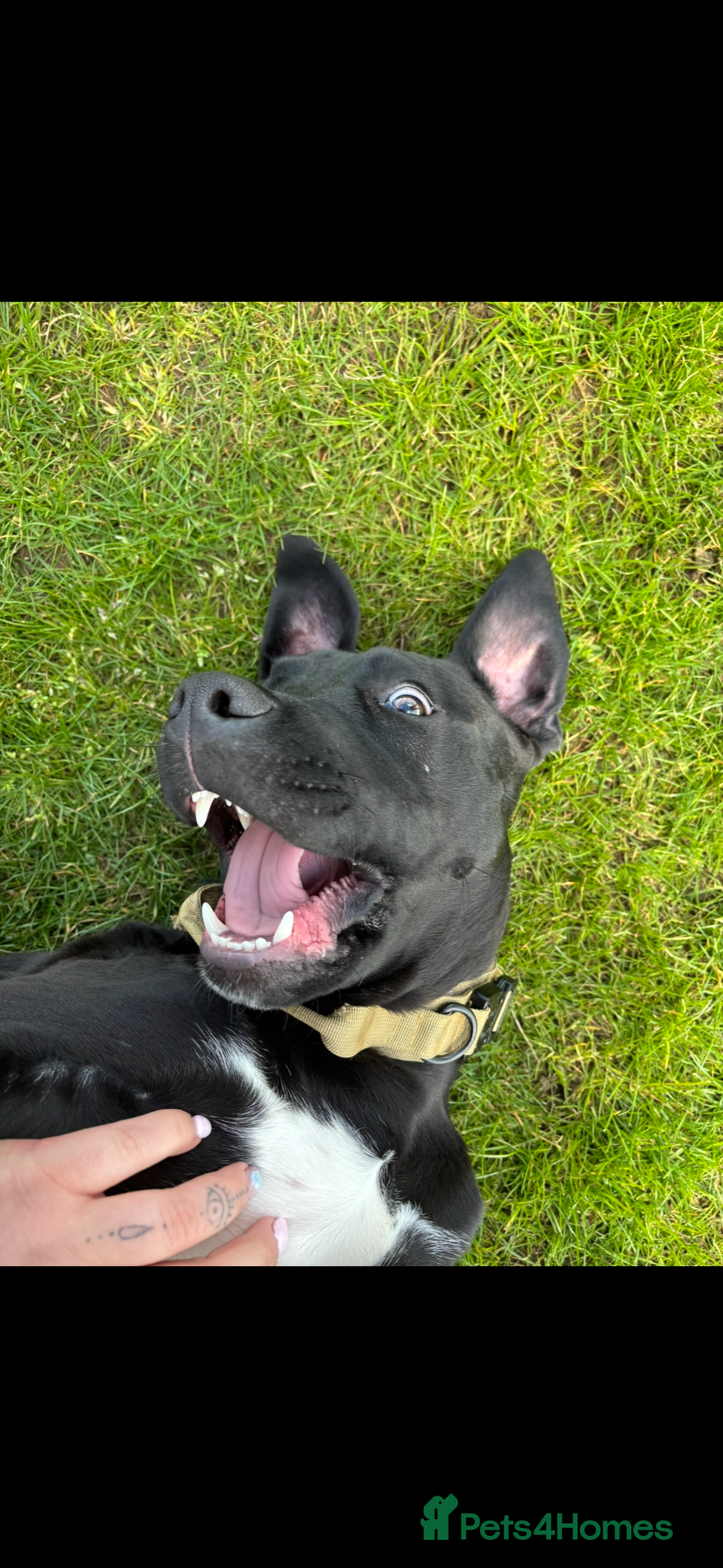 Mixed Breed dogs for sale: Beautiful rocco - Image 2