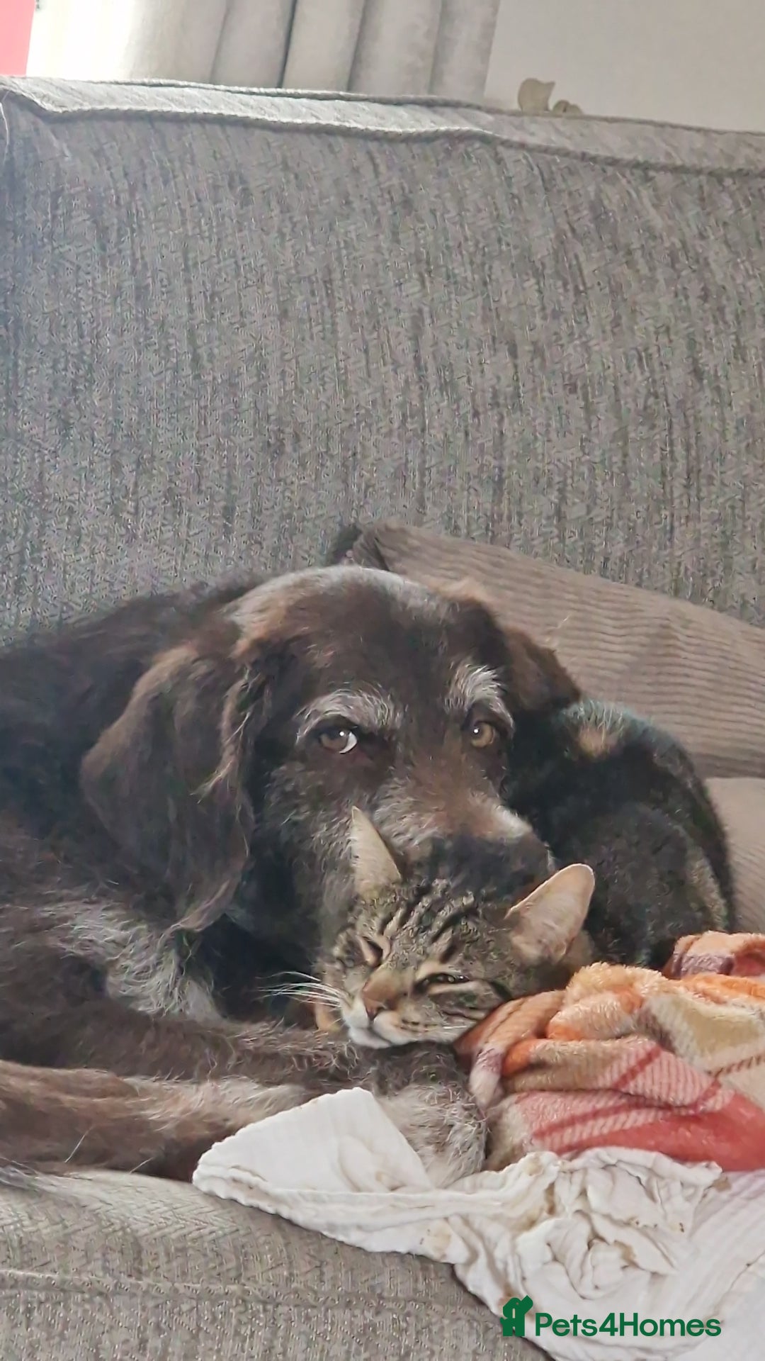 Mixed Breed dogs for sale: Dog for rehoming - Advert 11