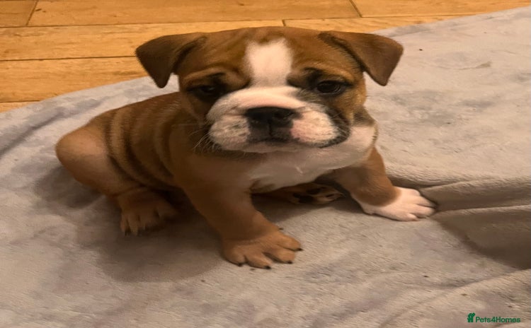 English Bulldog dogs - Advert 1