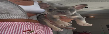 French Bulldog 3