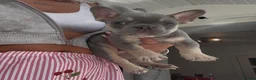 French Bulldog dogs for sale: Beautiful litter of French bulldogs  - Advert 16