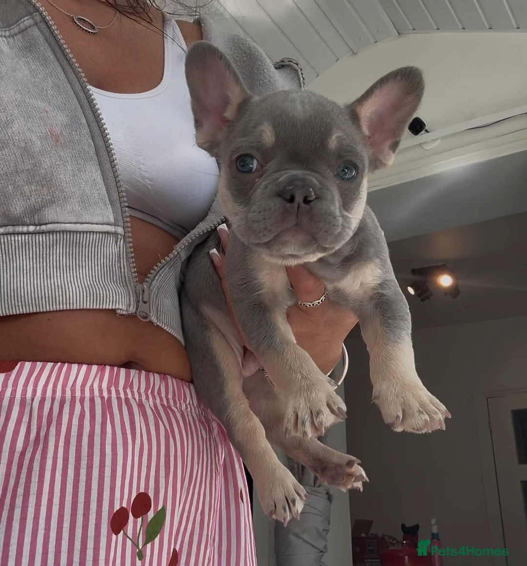 French Bulldog dogs for sale: Beautiful litter of French bulldogs  - Advert 16