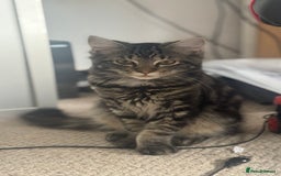 Mixed Breed cats for sale: Kittens for sale - Image 7