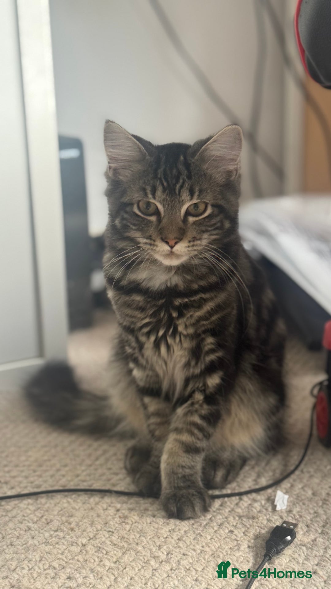 Mixed Breed cats for sale: Kittens for sale - Image 7