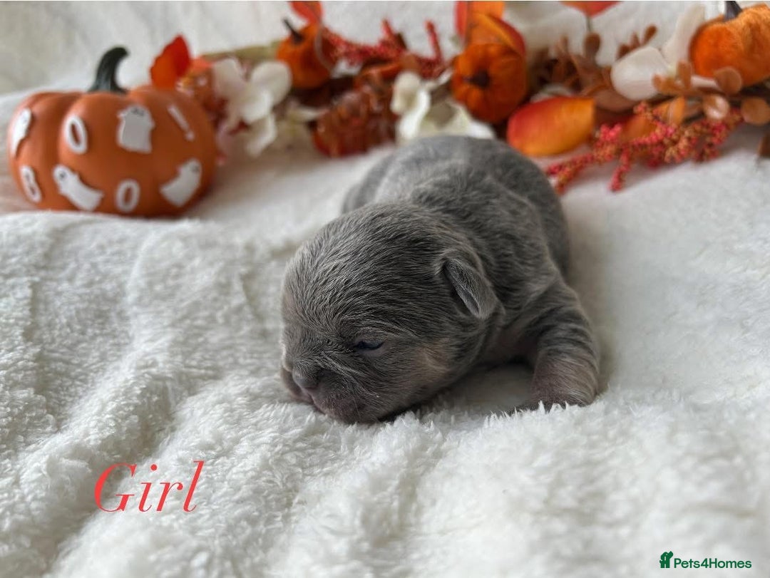 French Bulldog dogs for sale: Frenchie pups KC Registered  - Image 6