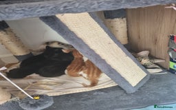 Ojos Azules cats for sale: Boy little  - Image 2