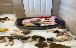 Saint Bernard dogs for sale: Rough male ready to leave  - Image 6