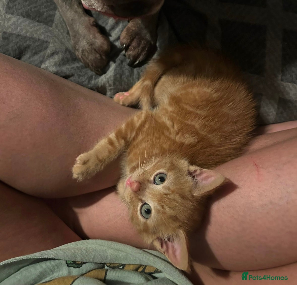 Domestic Shorthair cats Domestic shorthair kitten  - Advert 2