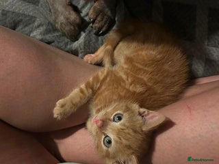 Domestic Shorthair cats Domestic shorthair kitten - Advert 2