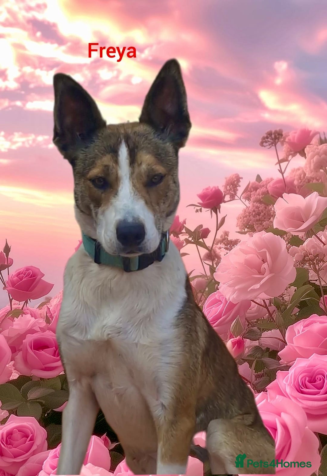 Mixed Breed dogs for sale: Beautiful Mixed breed female  - Advert 2