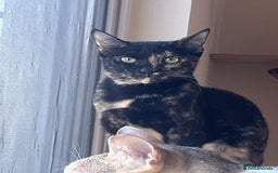 Mixed Breed cats for adoption: Bonded Sisters Lana and Reya 💕 - Image 6