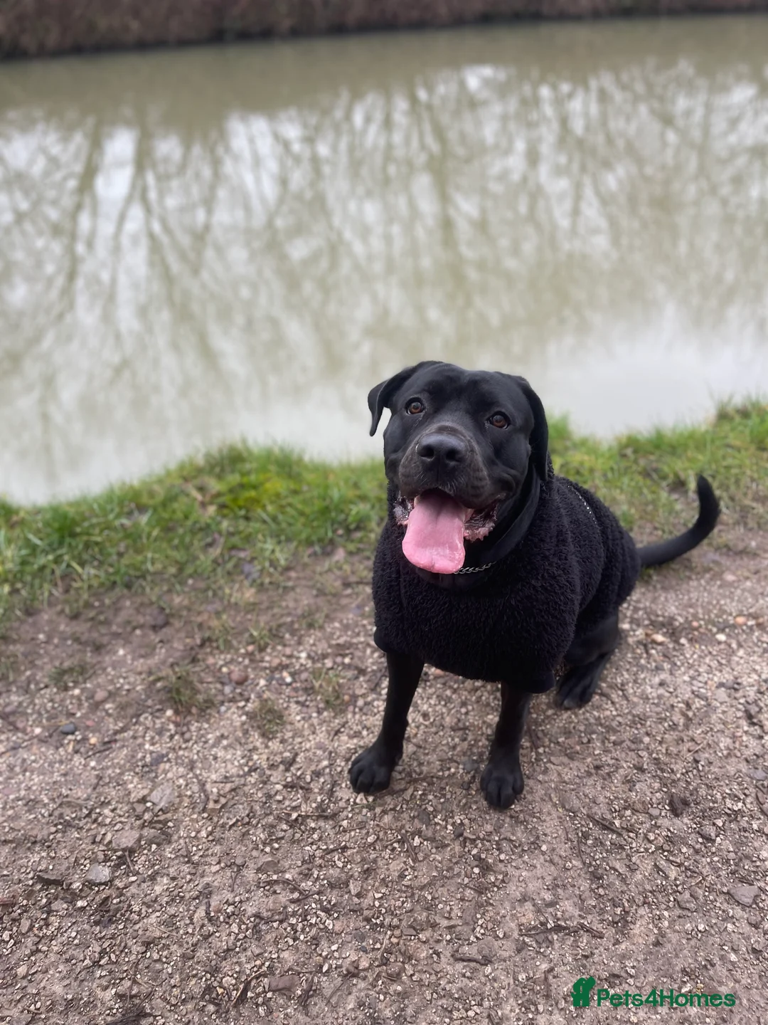 Cane Corso dogs for sale: Gorgeous Cane Corso  - Advert 2